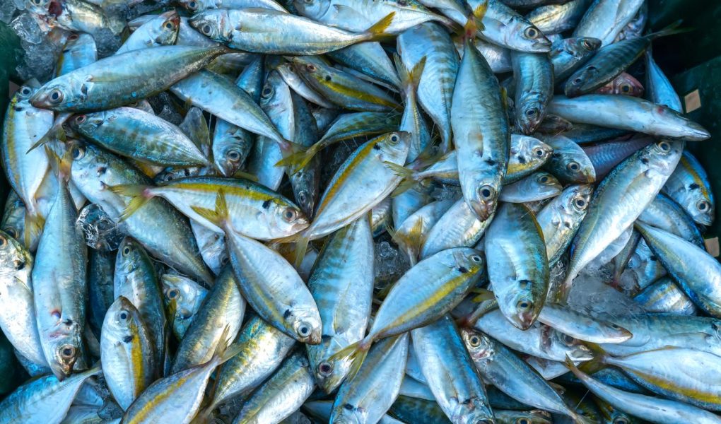 Cappon magro