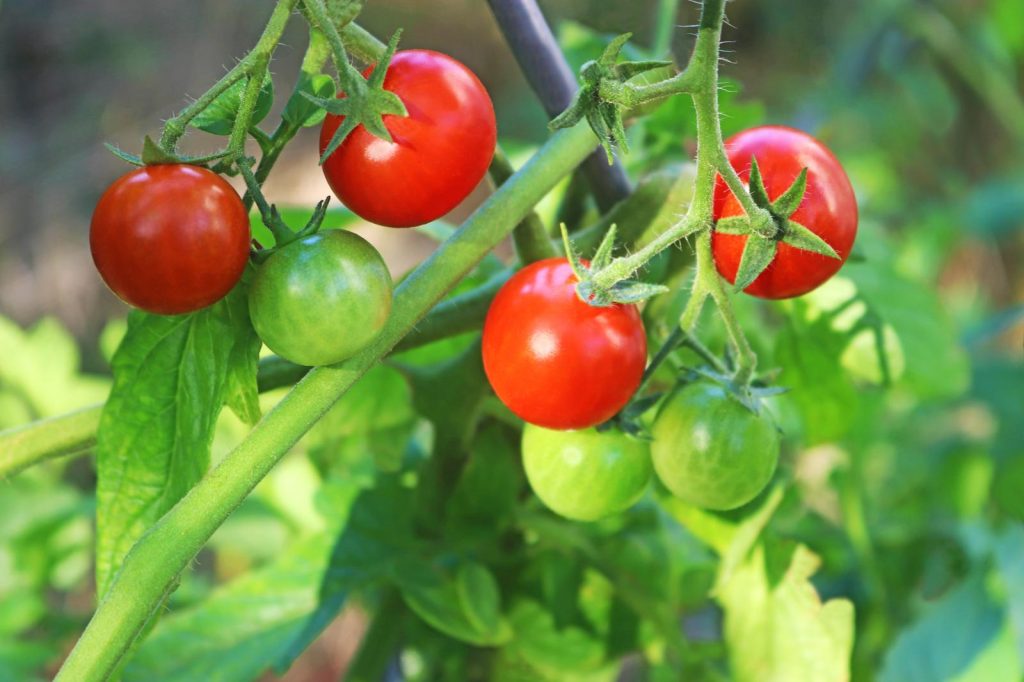 Pomodori verdi sott’olio