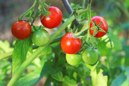 Pomodori verdi sott’olio