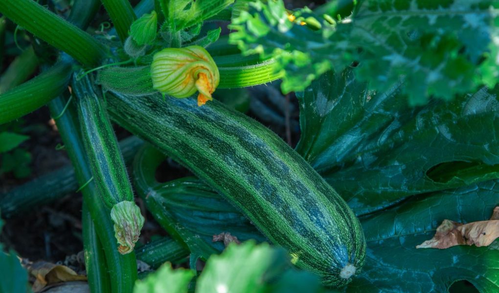 Zucchine fritte