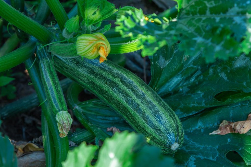Zucchine fritte