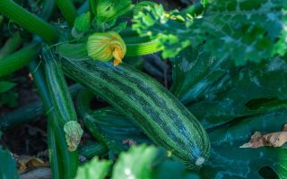 Zucchine fritte