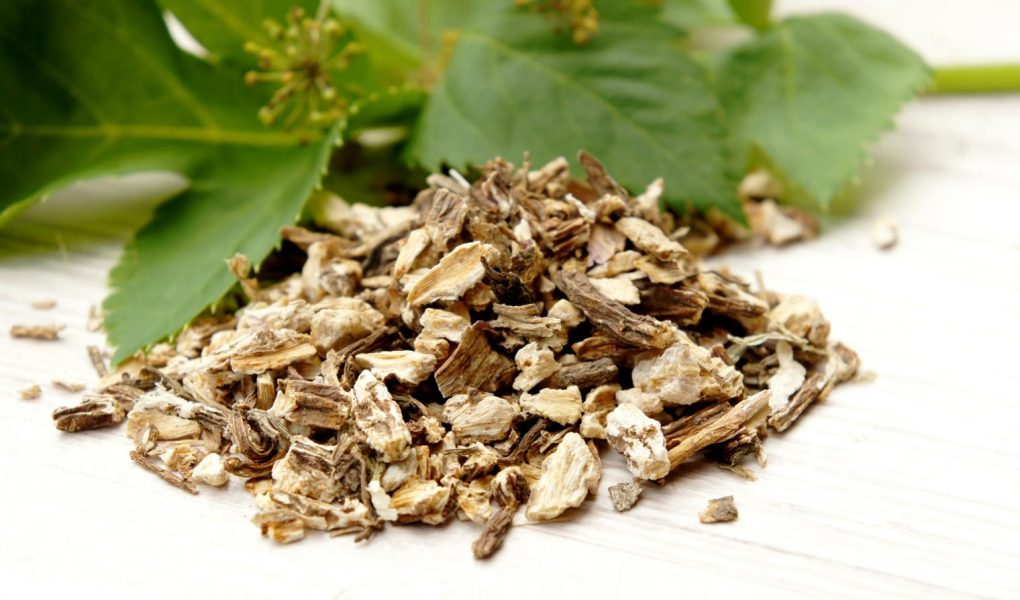 Angelica