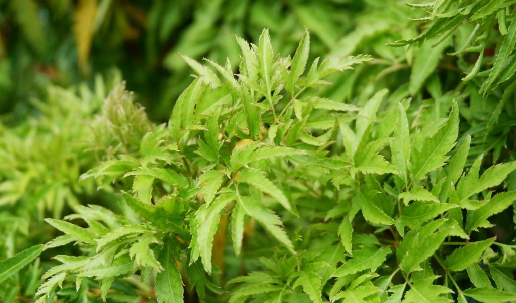 Aralia