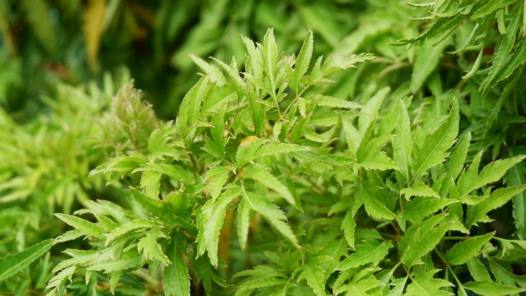Aralia