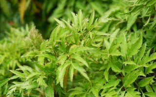 Aralia