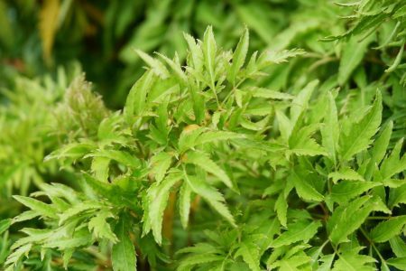 Aralia