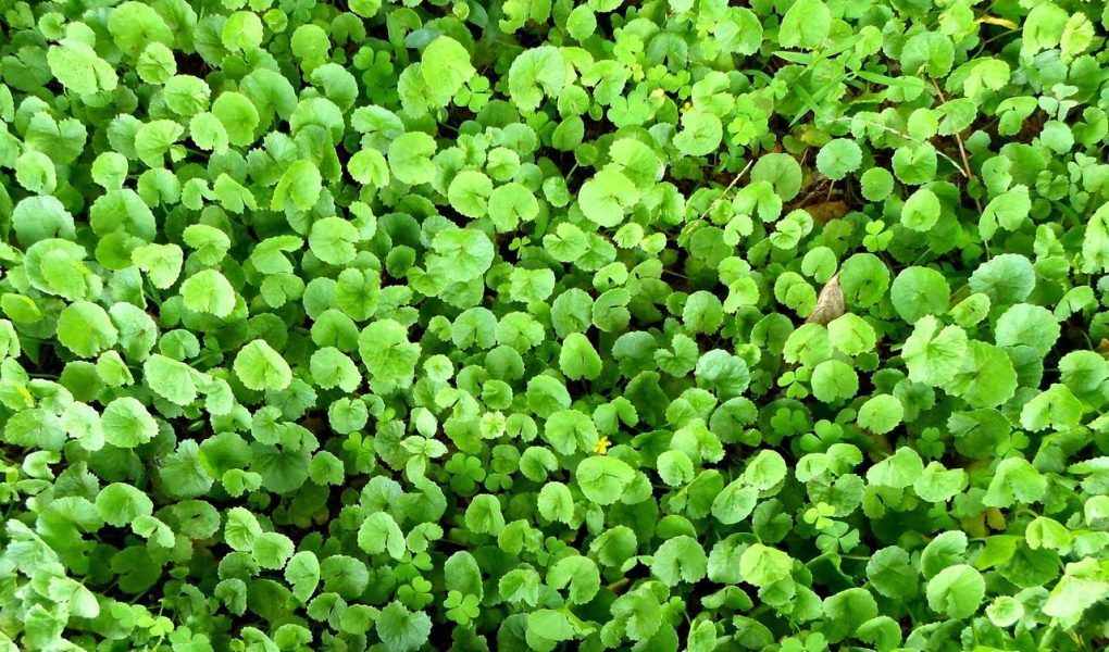 Centella Asiatica