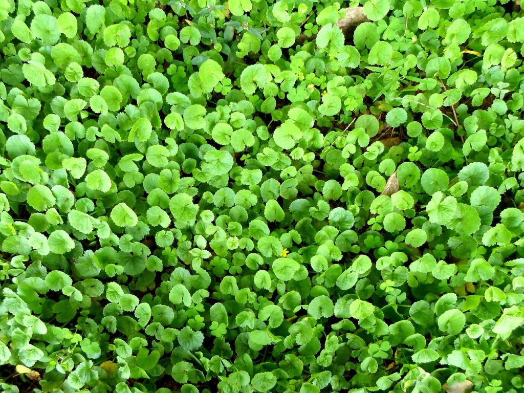 Centella Asiatica