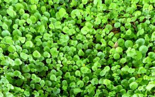 Centella Asiatica