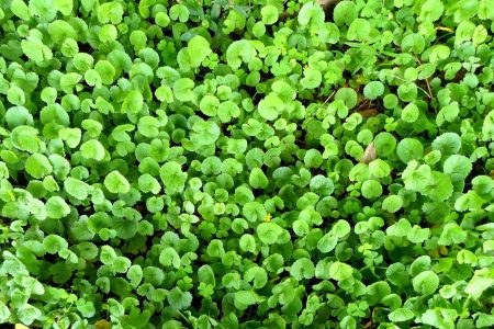 Centella Asiatica