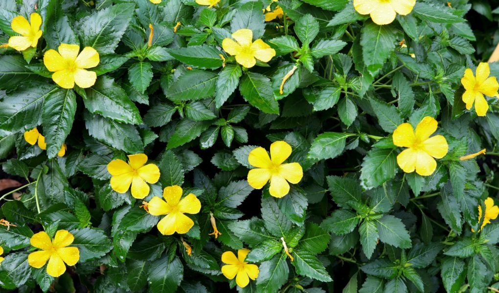 Damiana