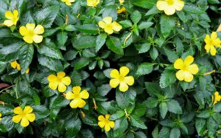 Damiana