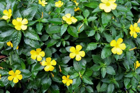 Damiana