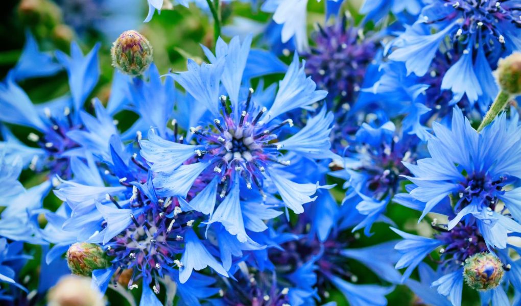 Fiordaliso