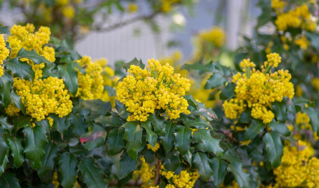 Mahonia