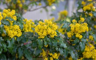 Mahonia