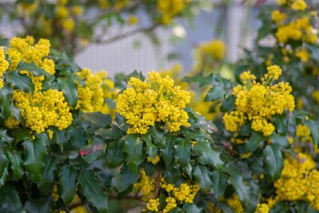 Mahonia