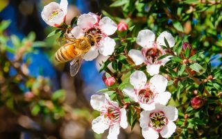Manuka