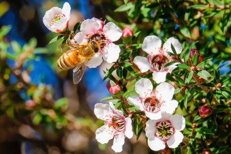 Manuka
