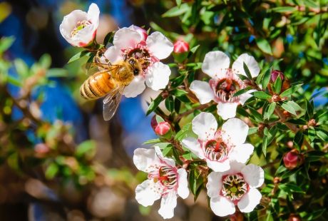 Manuka