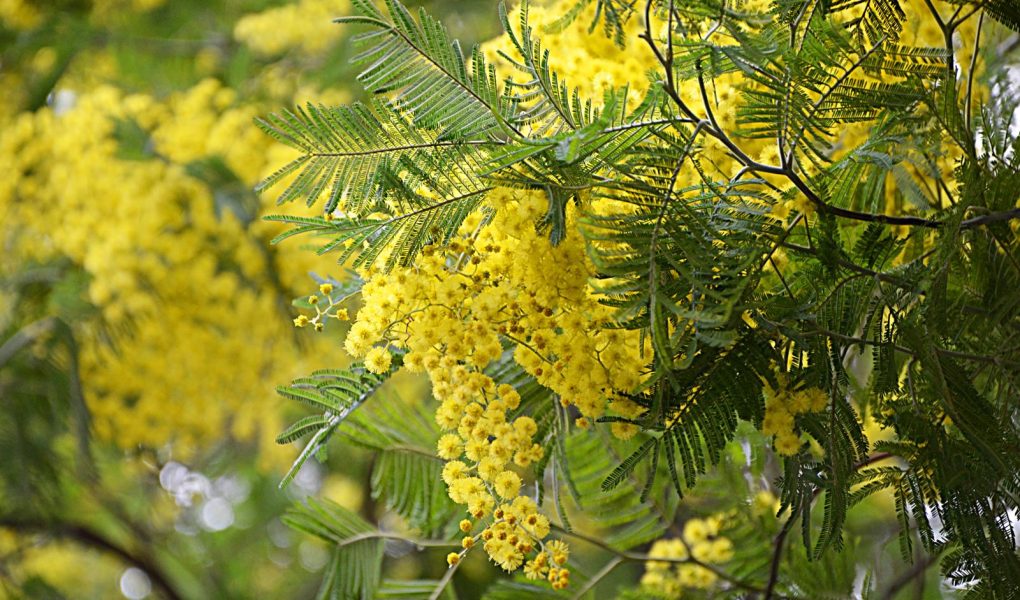 Mimosa