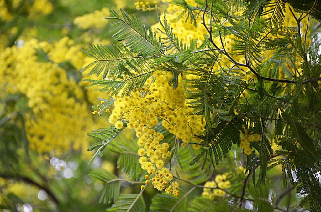 Mimosa