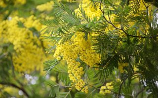 Mimosa