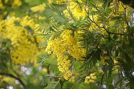 Mimosa