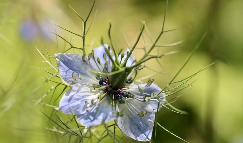 Nigella
