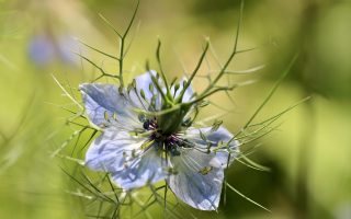 Nigella