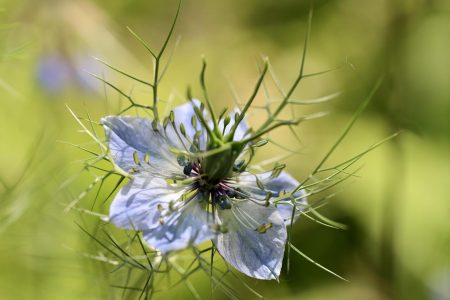 Nigella