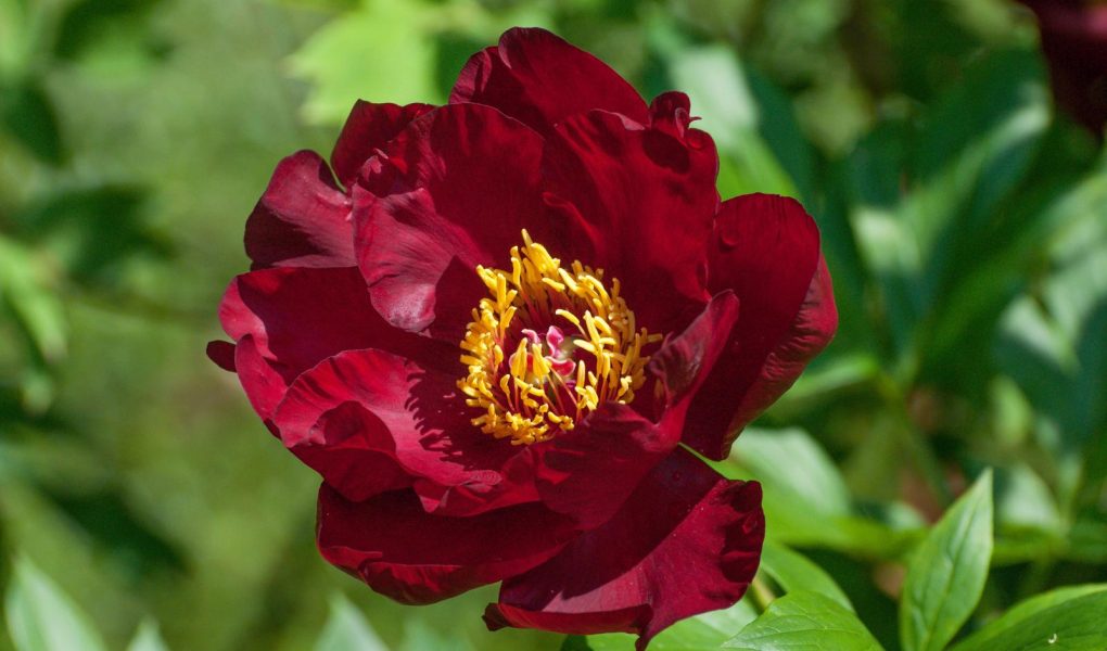 Peonia