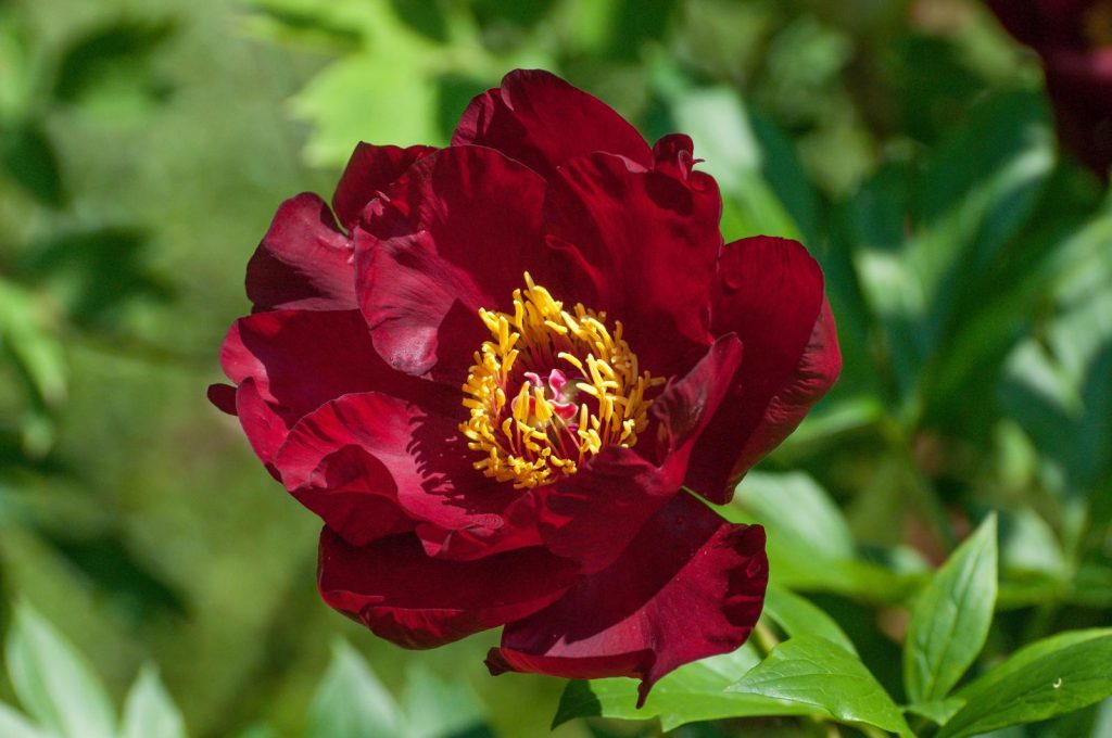 Peonia