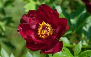 Peonia