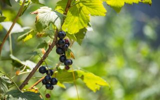 Ribes Nero