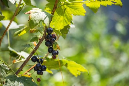 Ribes Nero