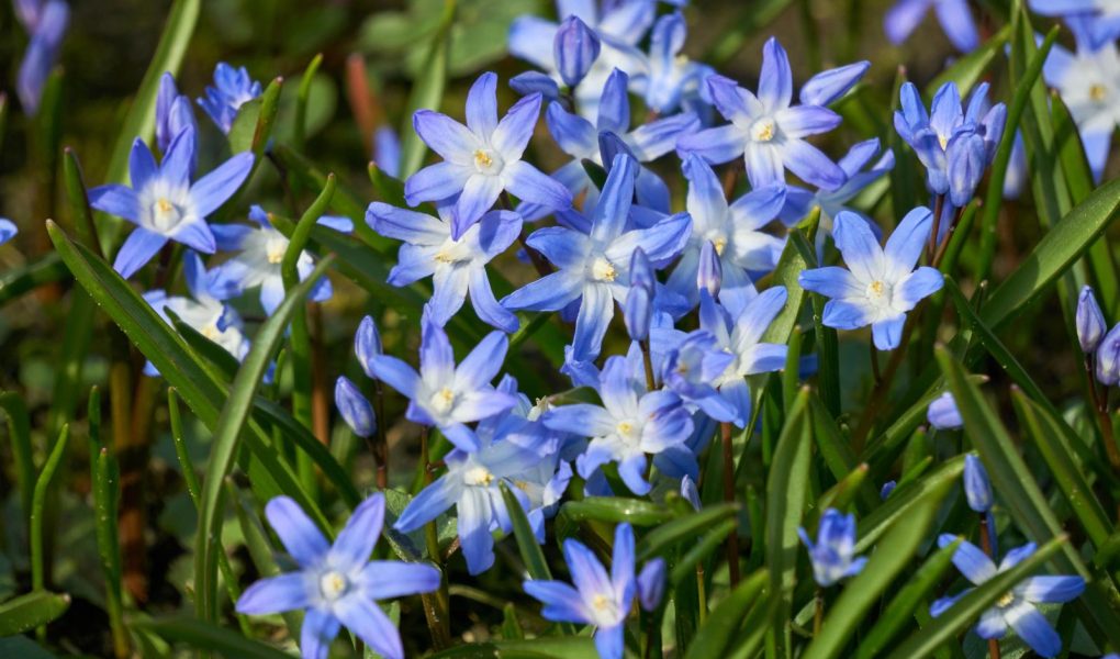 Scilla