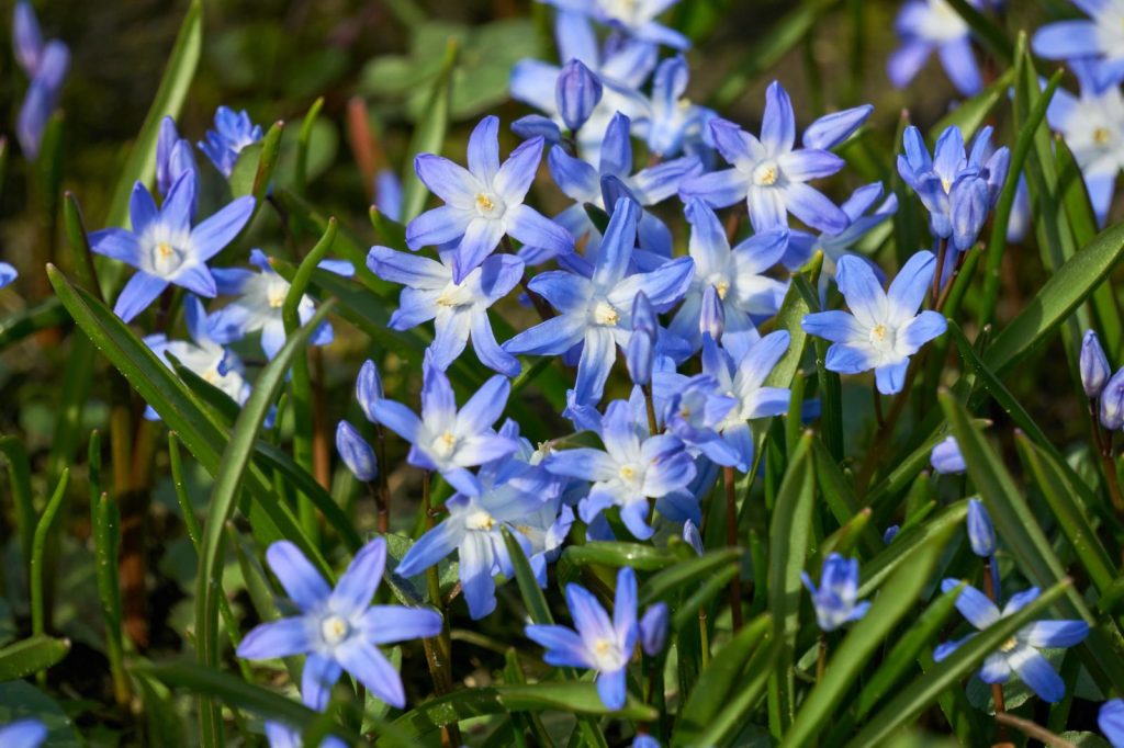 Scilla