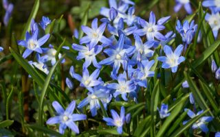 Scilla