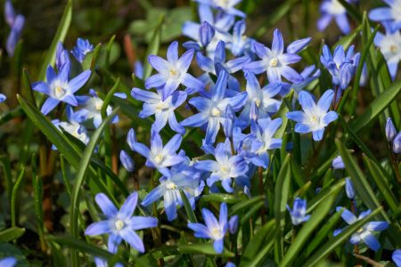 Scilla